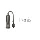 Penis